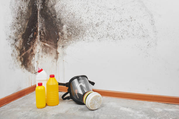 Best Office Mold Removal Services  in Craig, AK