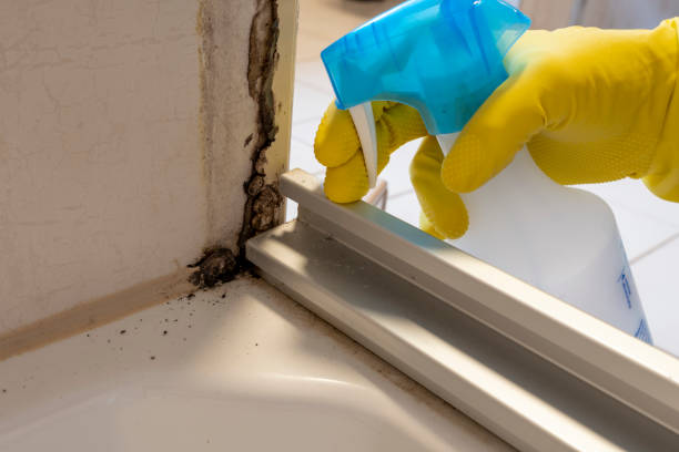 Best Commercial Mold Removal  in Craig, AK