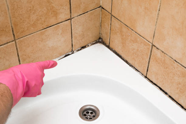 Best Crawl Space Mold Removal  in Craig, AK